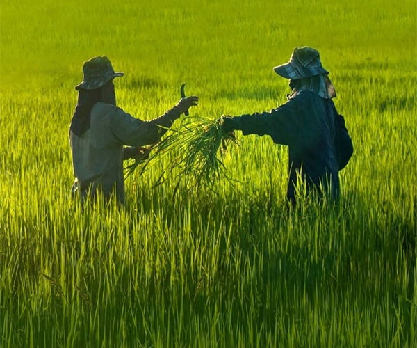 ĐỒNG HÀNH CÙNG NHÀ NÔNG